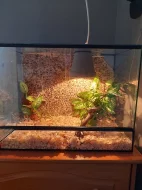Chameleon + terarium