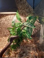 Chameleon + terarium