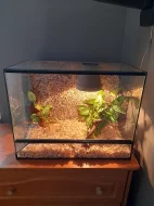Chameleon + terarium