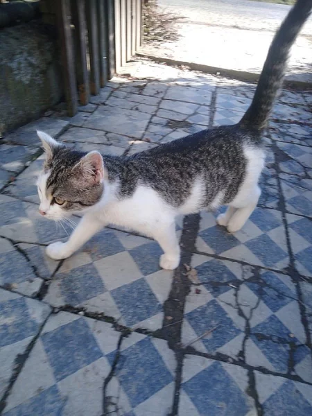 Daruji kocourka kotě