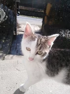 Daruji kocourka kotě