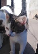 Daruji kocourka kotě