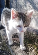 Daruji kocourka kotě