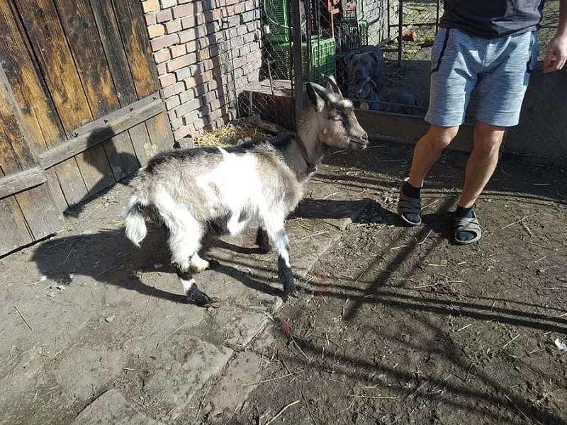 Roční koza