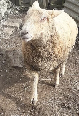 Beran