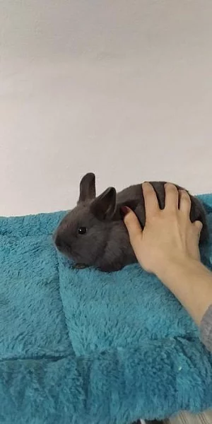 Zakrslý modrý a marburský