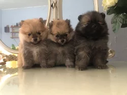 super pomeranská štěňata na prodej