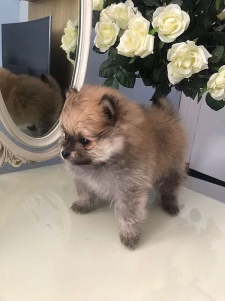 super pomeranská štěňata na prodej