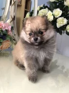 super pomeranská štěňata na prodej