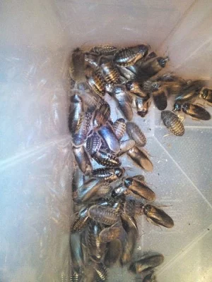 živé krmení - Blaptica dubia