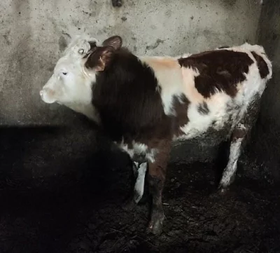Prodám býka o váze cca 200 kg