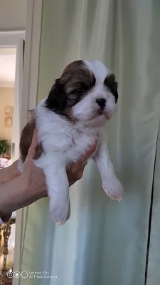 shih-tzu štěnata
