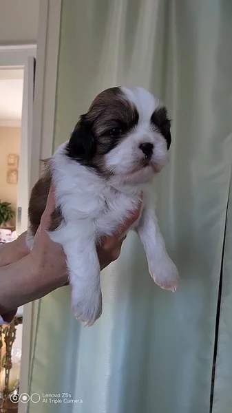 shih-tzu štěnata