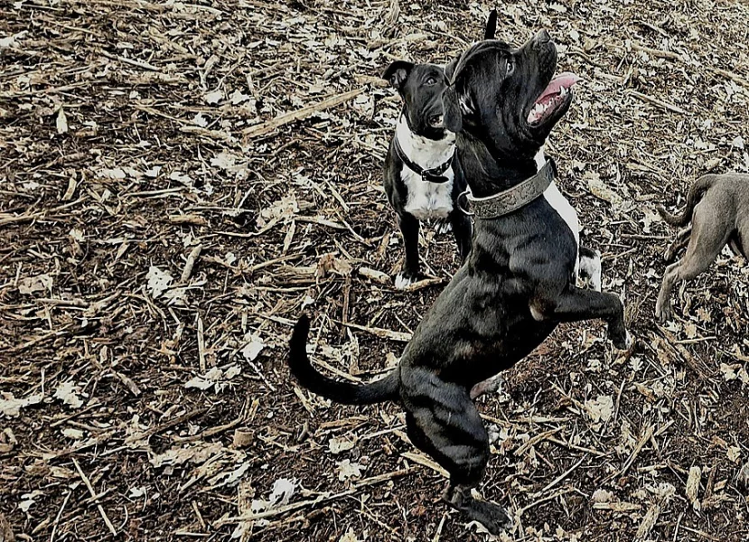 Zkušený krycí pes stafordšírský bulteriér