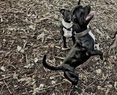Zkušený krycí pes stafordšírský bulteriér