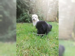 Zdravá a hratelná štěňata labradora.