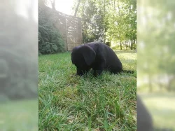 Zdravá a hratelná štěňata labradora.