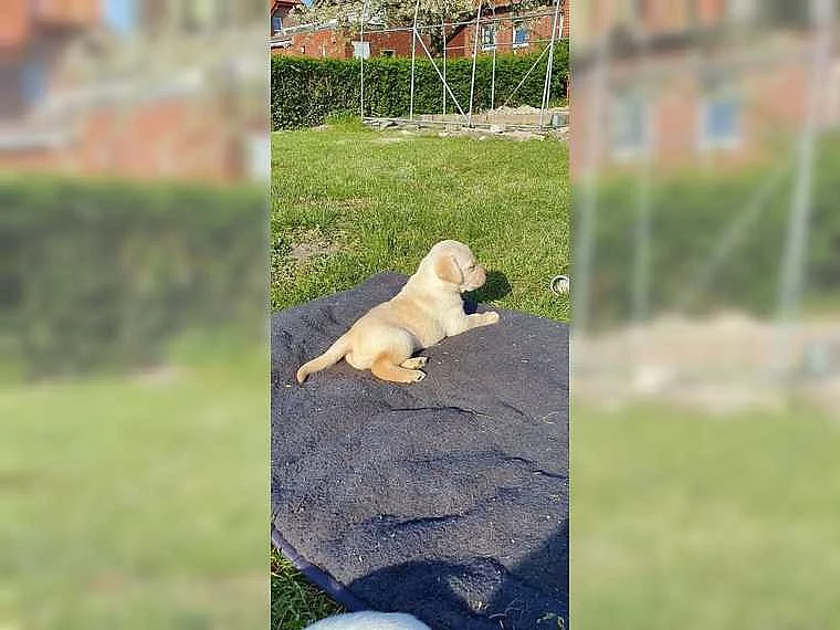 Zdravá a hratelná štěňata labradora.