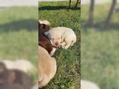 Zdravá a hratelná štěňata labradora.