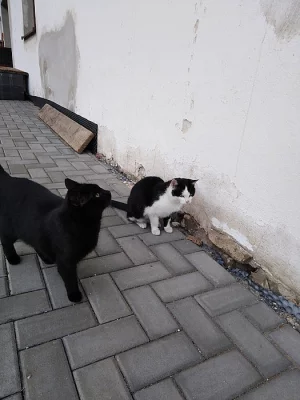 Daruji 3 11-ti měsíční koťata - žijí venku