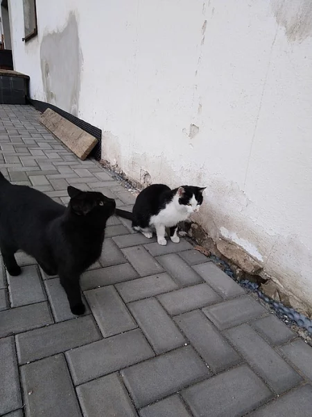 Daruji 3 11-ti měsíční koťata - žijí venku
