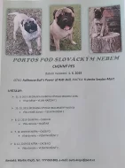 Nabídka ke krytí - Bullmastif chovný pes s PP