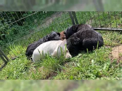 Krásná a hratelná štěňata labradora.