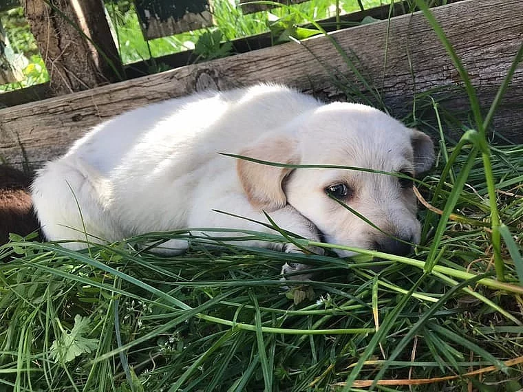 Krásná a hratelná štěňata labradora.