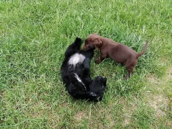 Krásná a hratelná štěňata labradora.