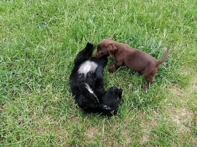 Krásná a hratelná štěňata labradora.