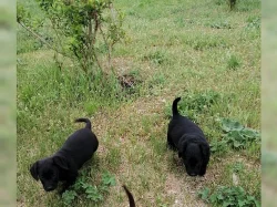 Krásná a hratelná štěňata labradora.
