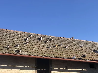 Prodám moravské pštrosi červené