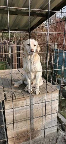 Daruji fenku retrívra