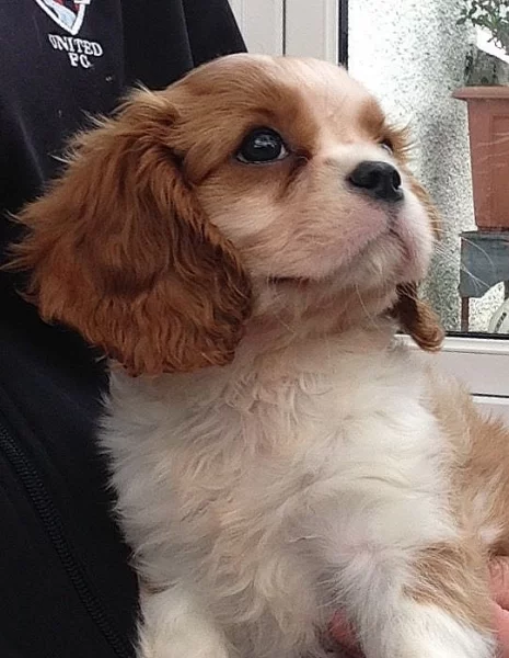 Kavalír King Charles španěl.