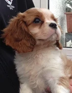 Kavalír King Charles španěl.