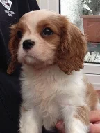 Kavalír King Charles španěl.