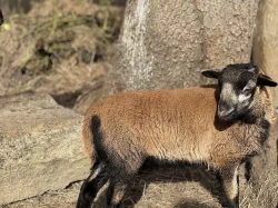Jehně ovce kamerunské - beran