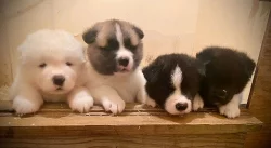 Krásná župátka Akita