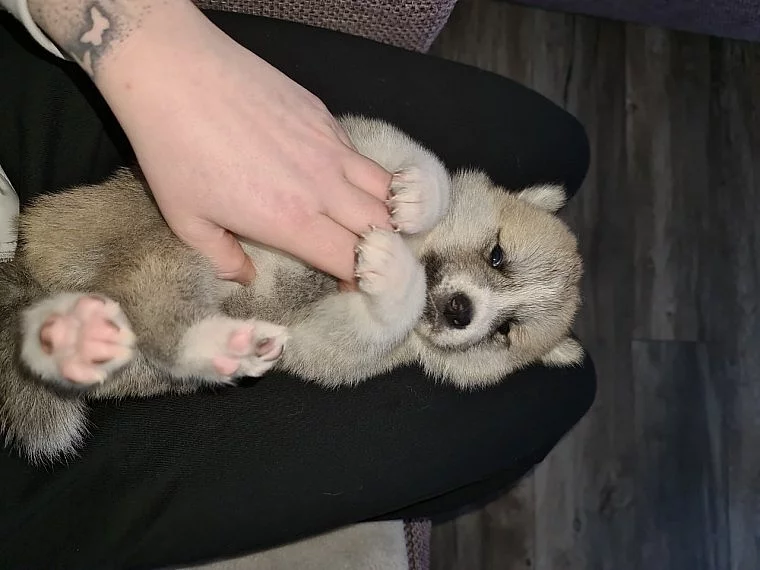 Krásná župátka Akita