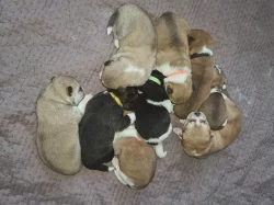 Krásná župátka Akita
