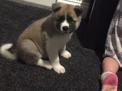 Krásná župátka Akita