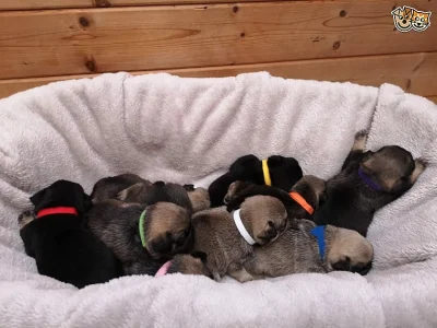 Registrovaný mops štěňata