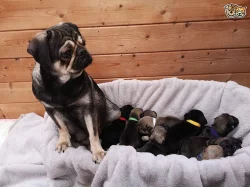 Registrovaný mops štěňata