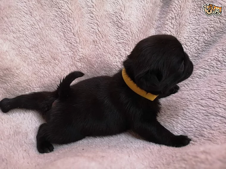 Registrovaný mops štěňata