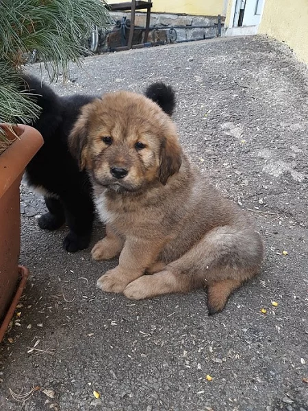 Tibetská doga