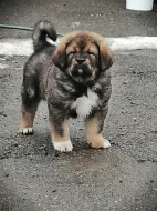 Tibetská doga