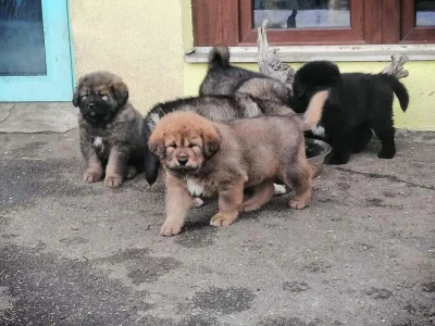 Tibetská doga