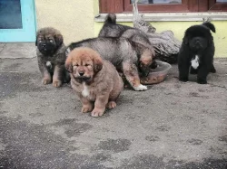 Tibetská doga