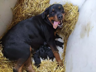 Rottweiler štěnata