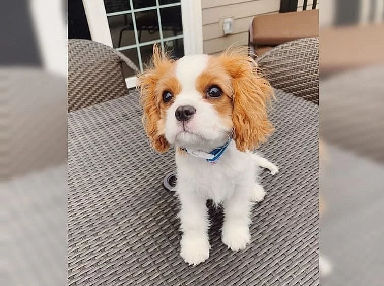 Kavalír king charles španěla štěňata